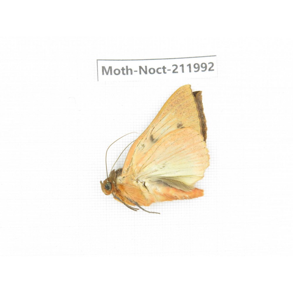 Noctuidae sp. China, Yunnan, Zhaotong area, Yiliang county. 1Pcs. Moth-Noct-211992.