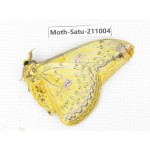 Loepa sp. China, Guangxi, Guilin, Longsheng county, Weijiang town. 1M. Moth-Satu-211004.