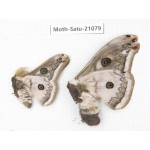 Eriogyna pyretorum. China, Guangxi, Hezhou. 1P. Moth-Satu-21079.
