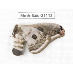 Eriogyna pyretorum. China, Guangxi, Hezhou. 1F. Moth-Satu-21112.