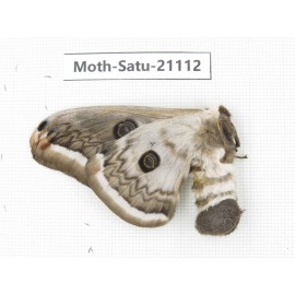 Eriogyna pyretorum. China, Guangxi, Hezhou. 1F. Moth-Satu-21112.