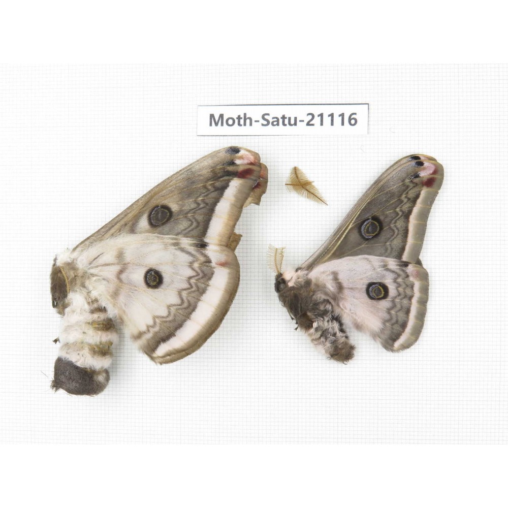 Eriogyna pyretorum. China, Guangxi, Hezhou. 1P. Moth-Satu-21116.