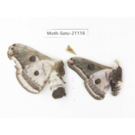 Eriogyna pyretorum. China, Guangxi, Hezhou. 1P. Moth-Satu-21116.