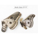 Eriogyna pyretorum. China, Guangxi, Hezhou. 1P. Moth-Satu-21117.