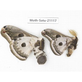Eriogyna pyretorum. China, Guangxi, Hezhou. 1P. Moth-Satu-21117.