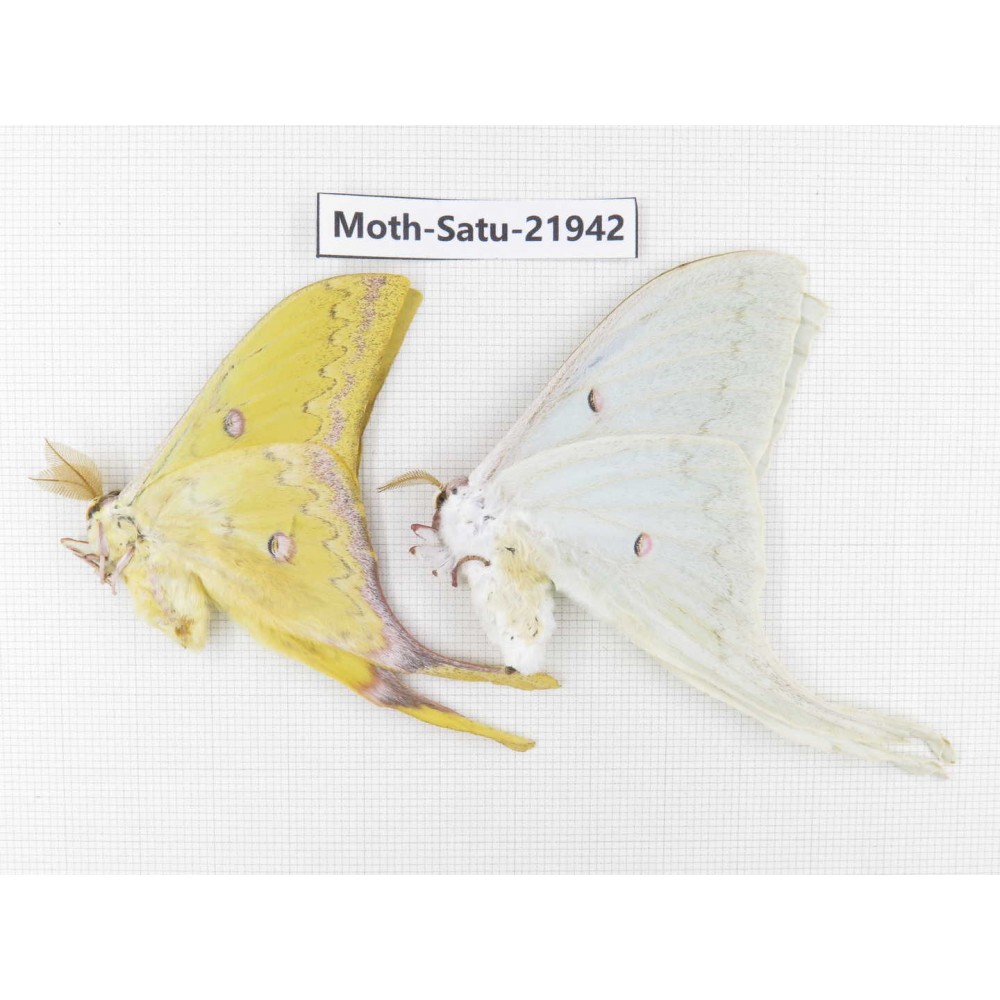 Actias sinensis. China, Guangxi, Hezhou. 1P. Moth-Satu-21942.