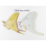 Actias sinensis. China, Guangxi, Hezhou. 1P. Moth-Satu-21942.
