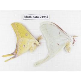 Actias sinensis. China, Guangxi, Hezhou. 1P. Moth-Satu-21942.