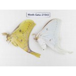 Actias sinensis. China, Guangxi, Hezhou. 1P. Moth-Satu-21943.