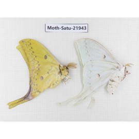 Actias sinensis. China, Guangxi, Hezhou. 1P. Moth-Satu-21943.