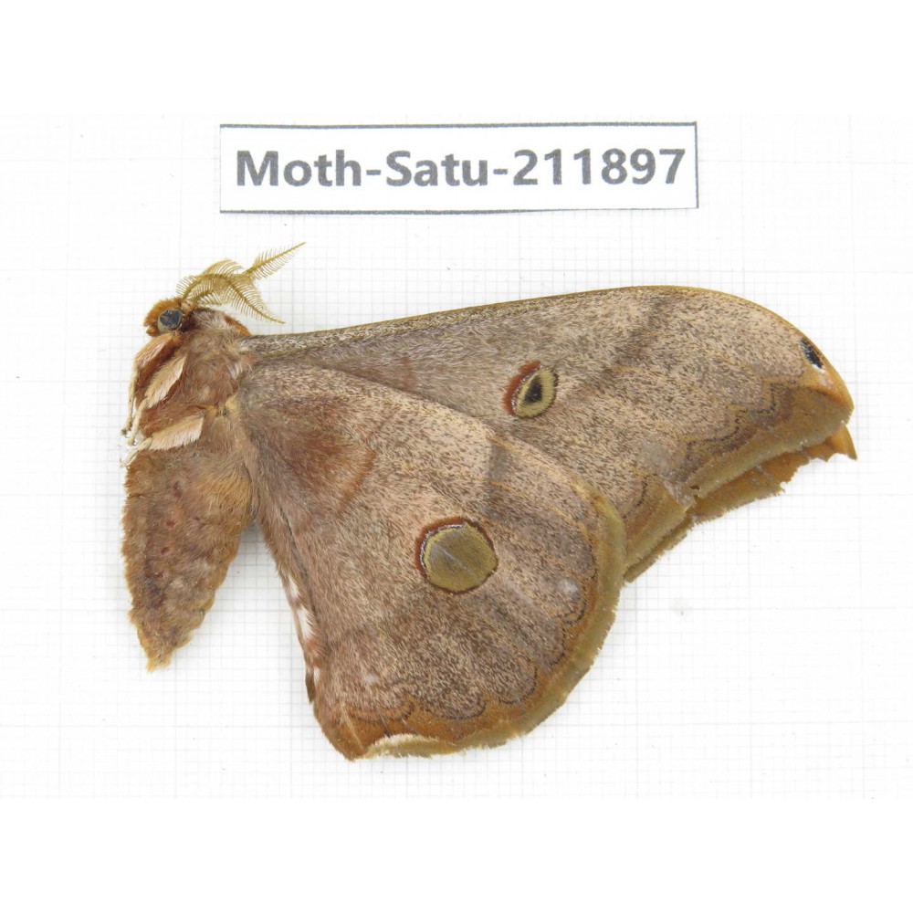Saturniidae sp. China, Guizhou, Bijie area, Jinsha county. 1Pcs. Moth-Satu-211897.