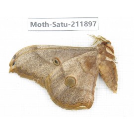 Saturniidae sp. China, Guizhou, Bijie area, Jinsha county. 1Pcs. Moth-Satu-211897.