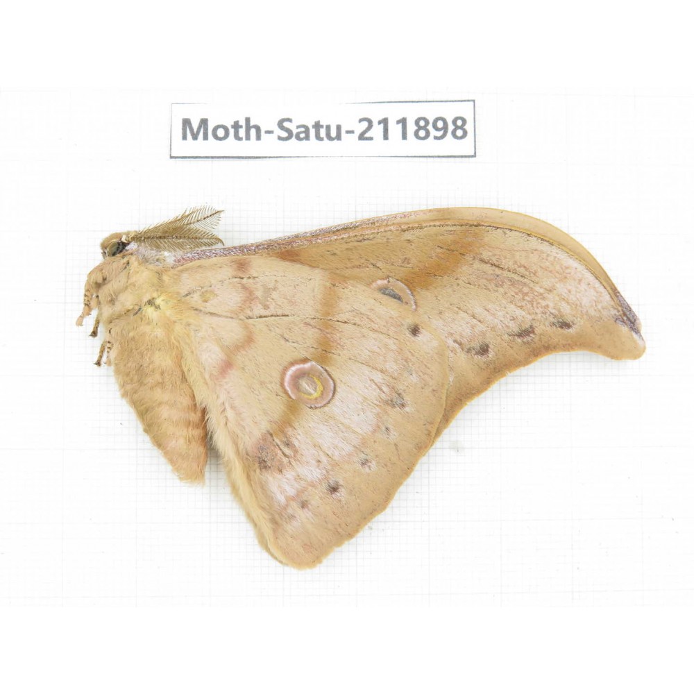 Saturniidae sp. China, Guizhou, Bijie area, Jinsha county. 1Pcs. Moth-Satu-211898.