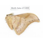 Saturniidae sp. China, Guizhou, Bijie area, Jinsha county. 1Pcs. Moth-Satu-211898.