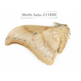 Saturniidae sp. China, Guizhou, Bijie area, Jinsha county. 1Pcs. Moth-Satu-211898.