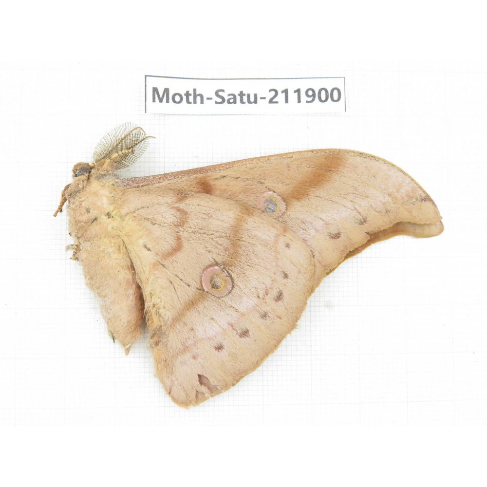 Saturniidae sp. China, Guizhou, Bijie area, Jinsha county. 1Pcs. Moth-Satu-211900.