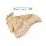 Saturniidae sp. China, Guizhou, Bijie area, Jinsha county. 1Pcs. Moth-Satu-211900.