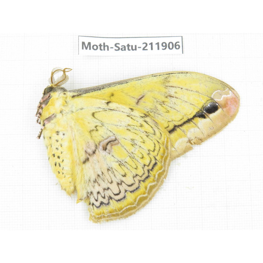 Saturniidae sp. China, Guizhou, Bijie area, Jinsha county. 1Pcs. Moth-Satu-211906.