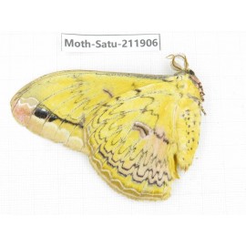 Saturniidae sp. China, Guizhou, Bijie area, Jinsha county. 1Pcs. Moth-Satu-211906.