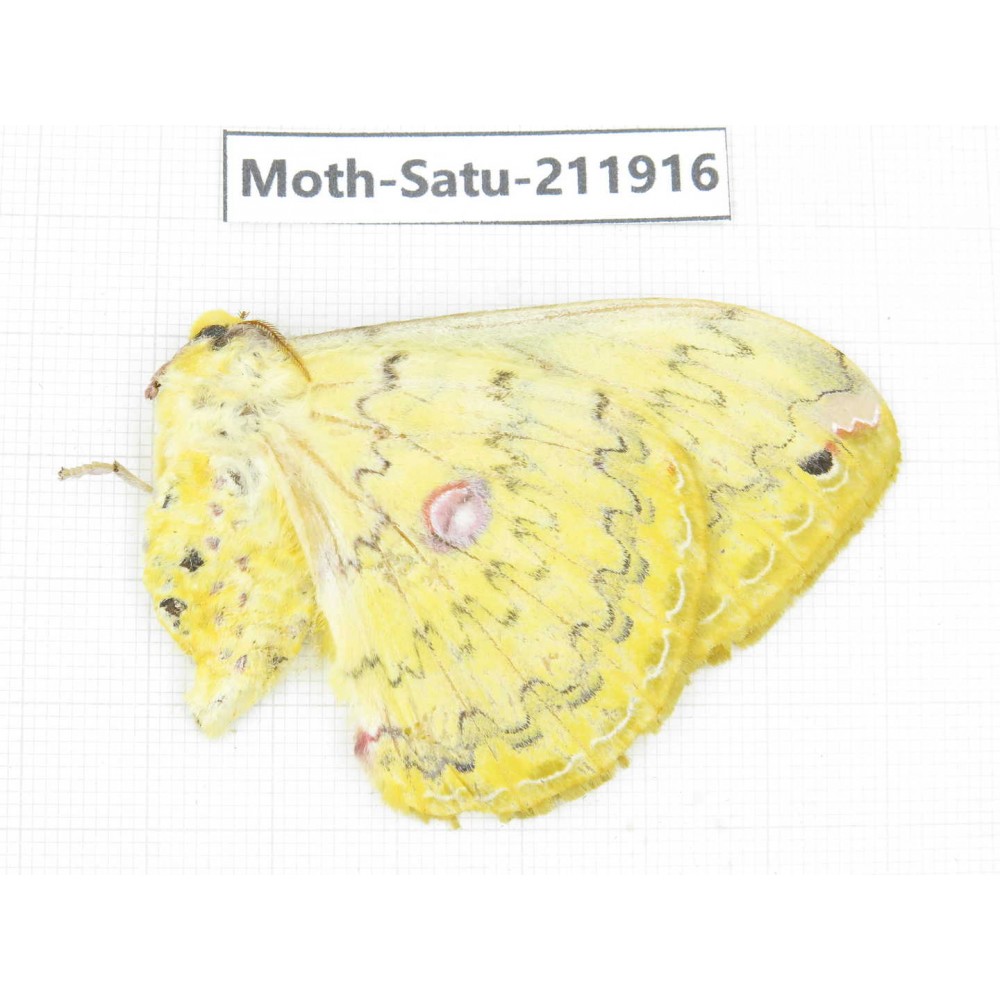 Saturniidae sp. China, Guizhou, Bijie area, Jinsha county. 1Pcs. Moth-Satu-211916.