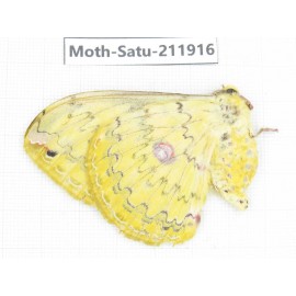 Saturniidae sp. China, Guizhou, Bijie area, Jinsha county. 1Pcs. Moth-Satu-211916.