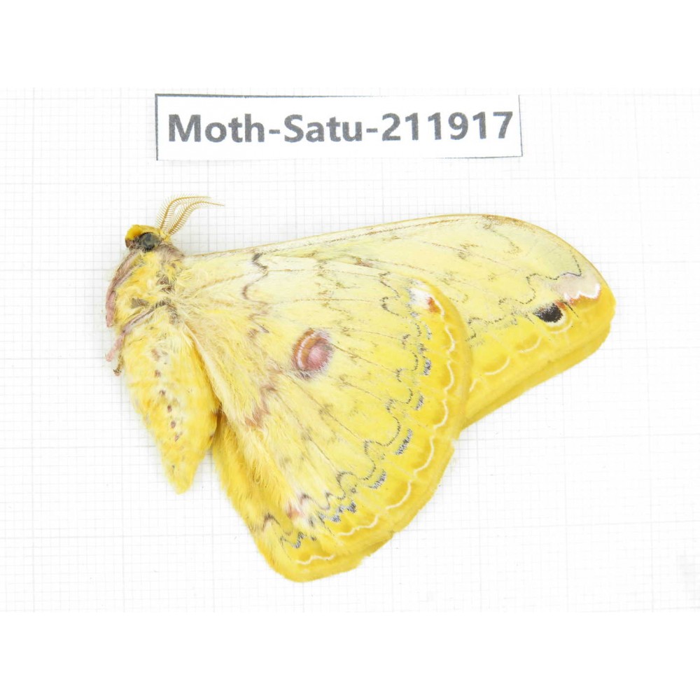 Saturniidae sp. China, Guizhou, Bijie area, Jinsha county. 1Pcs. Moth-Satu-211917.