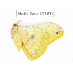 Saturniidae sp. China, Guizhou, Bijie area, Jinsha county. 1Pcs. Moth-Satu-211917.