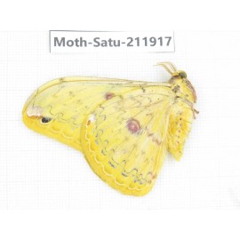 Saturniidae sp. China, Guizhou, Bijie area, Jinsha county. 1Pcs. Moth-Satu-211917.
