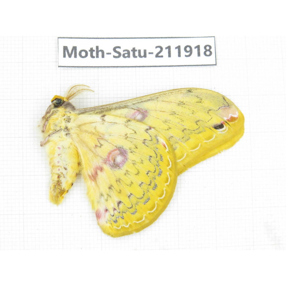 Saturniidae sp. China, Guizhou, Bijie area, Jinsha county. 1Pcs. Moth-Satu-211918.
