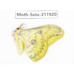 Saturniidae sp. China, Guizhou, Bijie area, Jinsha county. 1Pcs. Moth-Satu-211920.