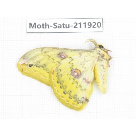 Saturniidae sp. China, Guizhou, Bijie area, Jinsha county. 1Pcs. Moth-Satu-211920.