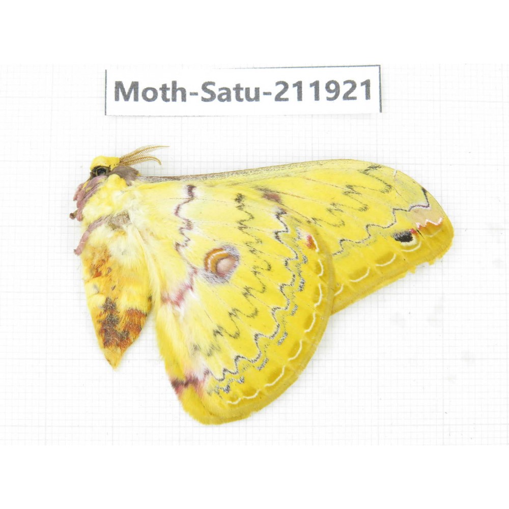 Saturniidae sp. China, Guizhou, Bijie area, Jinsha county. 1Pcs. Moth-Satu-211921.