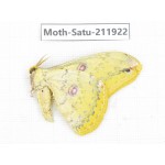 Saturniidae sp. China, Guizhou, Bijie area, Jinsha county. 1Pcs. Moth-Satu-211922.