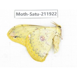 Saturniidae sp. China, Guizhou, Bijie area, Jinsha county. 1Pcs. Moth-Satu-211922.