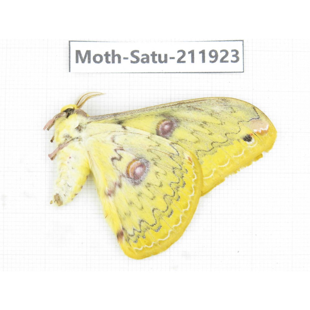 Saturniidae sp. China, Guizhou, Bijie area, Jinsha county. 1Pcs. Moth-Satu-211923.