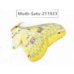 Saturniidae sp. China, Guizhou, Bijie area, Jinsha county. 1Pcs. Moth-Satu-211923.