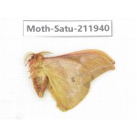 Saturniidae sp. China, Guizhou, Bijie area, Jinsha county. 1Pcs. Moth-Satu-211940.