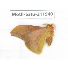 Saturniidae sp. China, Guizhou, Bijie area, Jinsha county. 1Pcs. Moth-Satu-211940.
