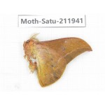 Saturniidae sp. China, Guizhou, Bijie area, Jinsha county. 1Pcs. Moth-Satu-211941.
