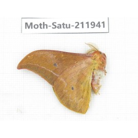 Saturniidae sp. China, Guizhou, Bijie area, Jinsha county. 1Pcs. Moth-Satu-211941.