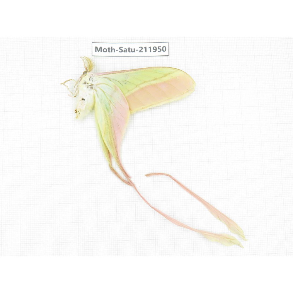 Saturniidae sp. China, Guizhou, Bijie area, Jinsha county. 1Pcs. Moth-Satu-211950.