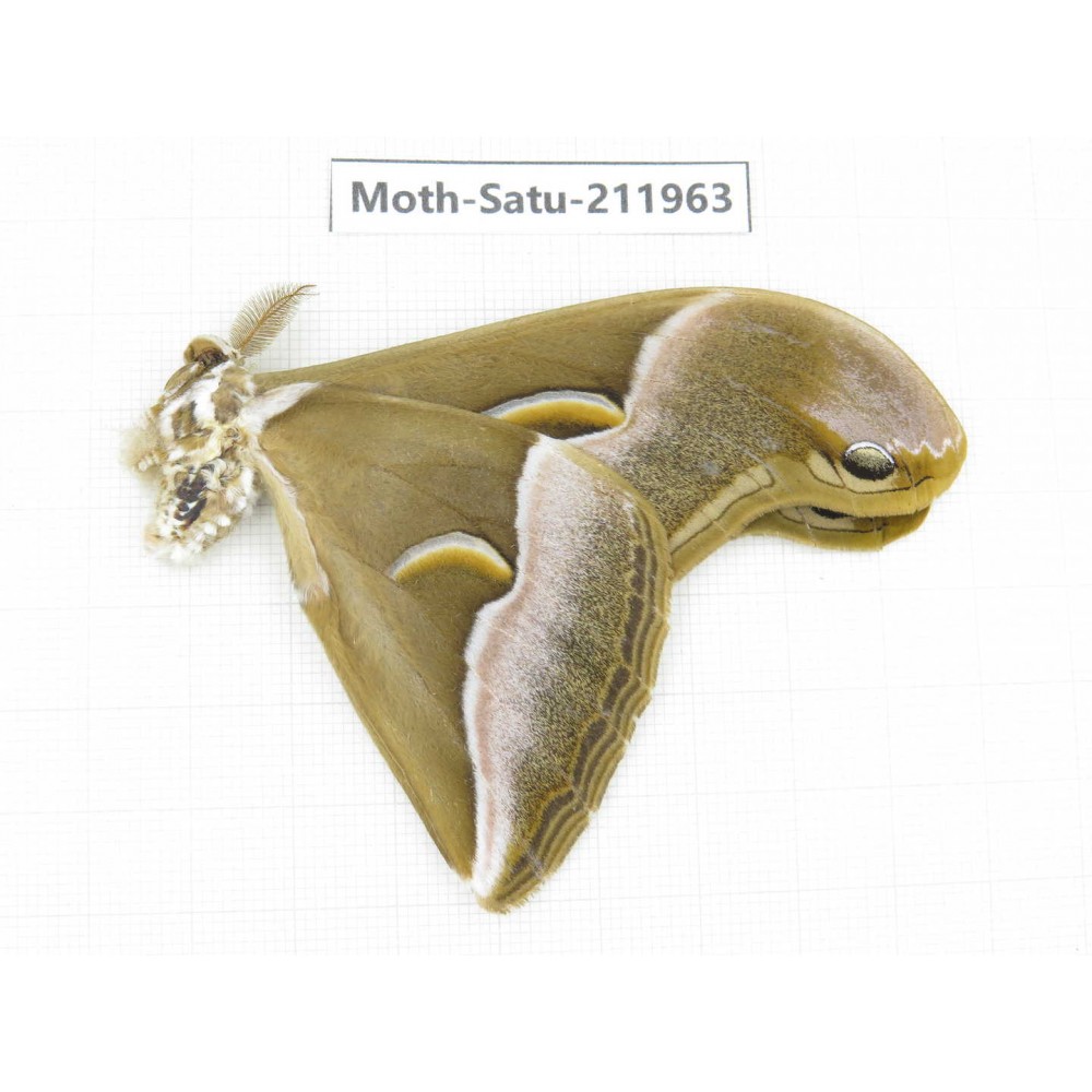 Saturniidae sp. China, Guizhou, Bijie area, Jinsha county. 1Pcs. Moth-Satu-211963.