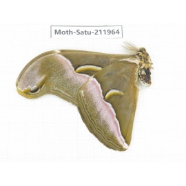Saturniidae sp. China, Guizhou, Bijie area, Jinsha county. 1Pcs. Moth-Satu-211964.