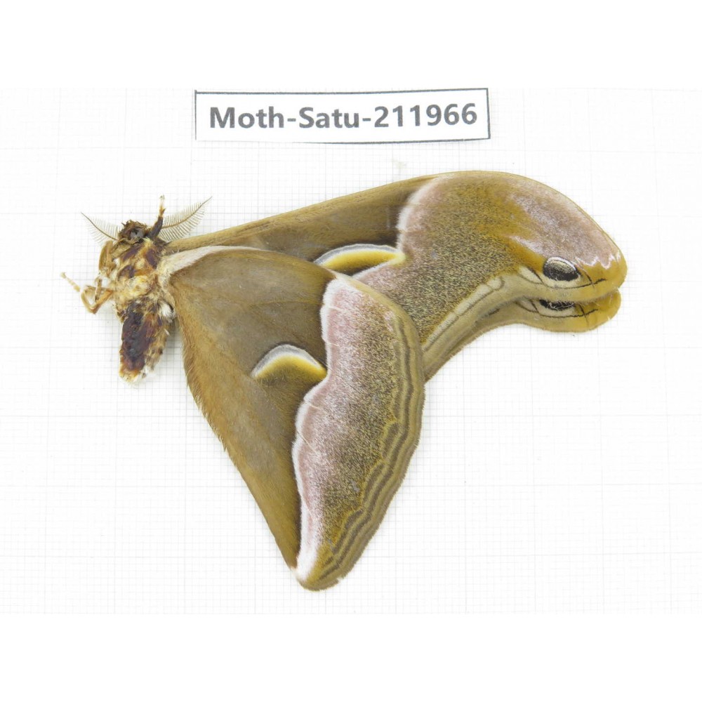 Saturniidae sp. China, Guizhou, Bijie area, Jinsha county. 1Pcs. Moth-Satu-211966.