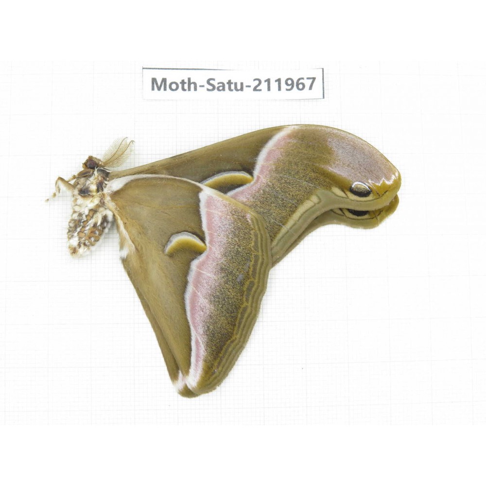 Saturniidae sp. China, Guizhou, Bijie area, Jinsha county. 1Pcs. Moth-Satu-211967.