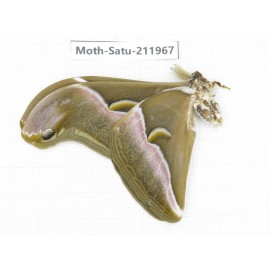 Saturniidae sp. China, Guizhou, Bijie area, Jinsha county. 1Pcs. Moth-Satu-211967.