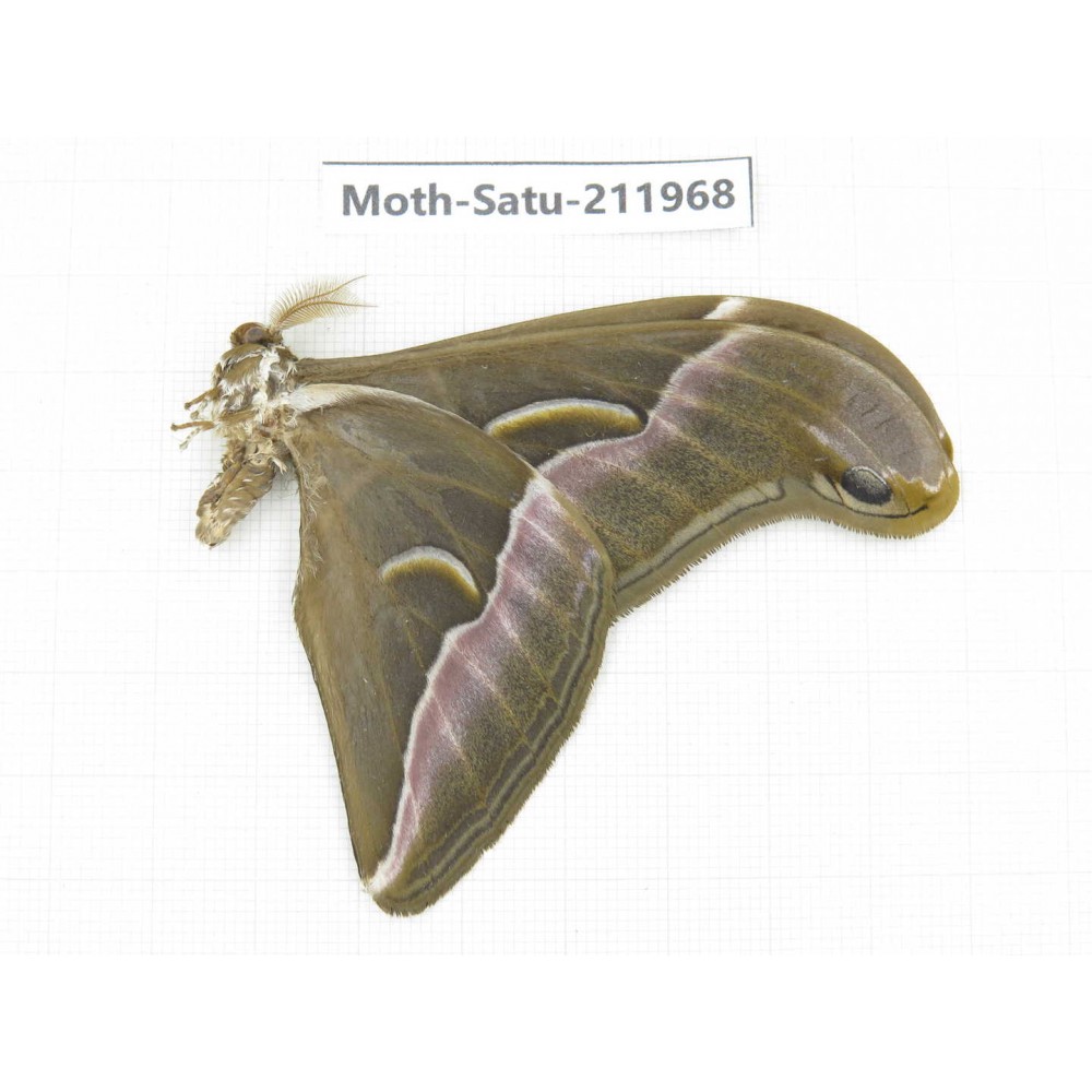 Saturniidae sp. China, Guizhou, Bijie area, Jinsha county. 1Pcs. Moth-Satu-211968.