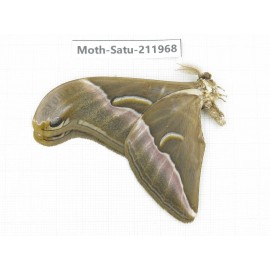 Saturniidae sp. China, Guizhou, Bijie area, Jinsha county. 1Pcs. Moth-Satu-211968.