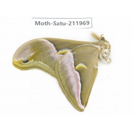 Saturniidae sp. China, Guizhou, Bijie area, Jinsha county. 1Pcs. Moth-Satu-211969.