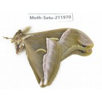 Saturniidae sp. China, Guizhou, Bijie area, Jinsha county. 1Pcs. Moth-Satu-211970.